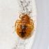 What Causes Bed Bugs?