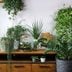 7 Indoor Garden Ideas To Elevate Your Home
