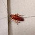 Homeowner's Guide to Cockroach Pest Control