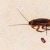 What Do Cockroach Eggs Look Like?