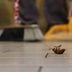 11 Best Ways to Kill Cockroaches (And What Doesn't Work)