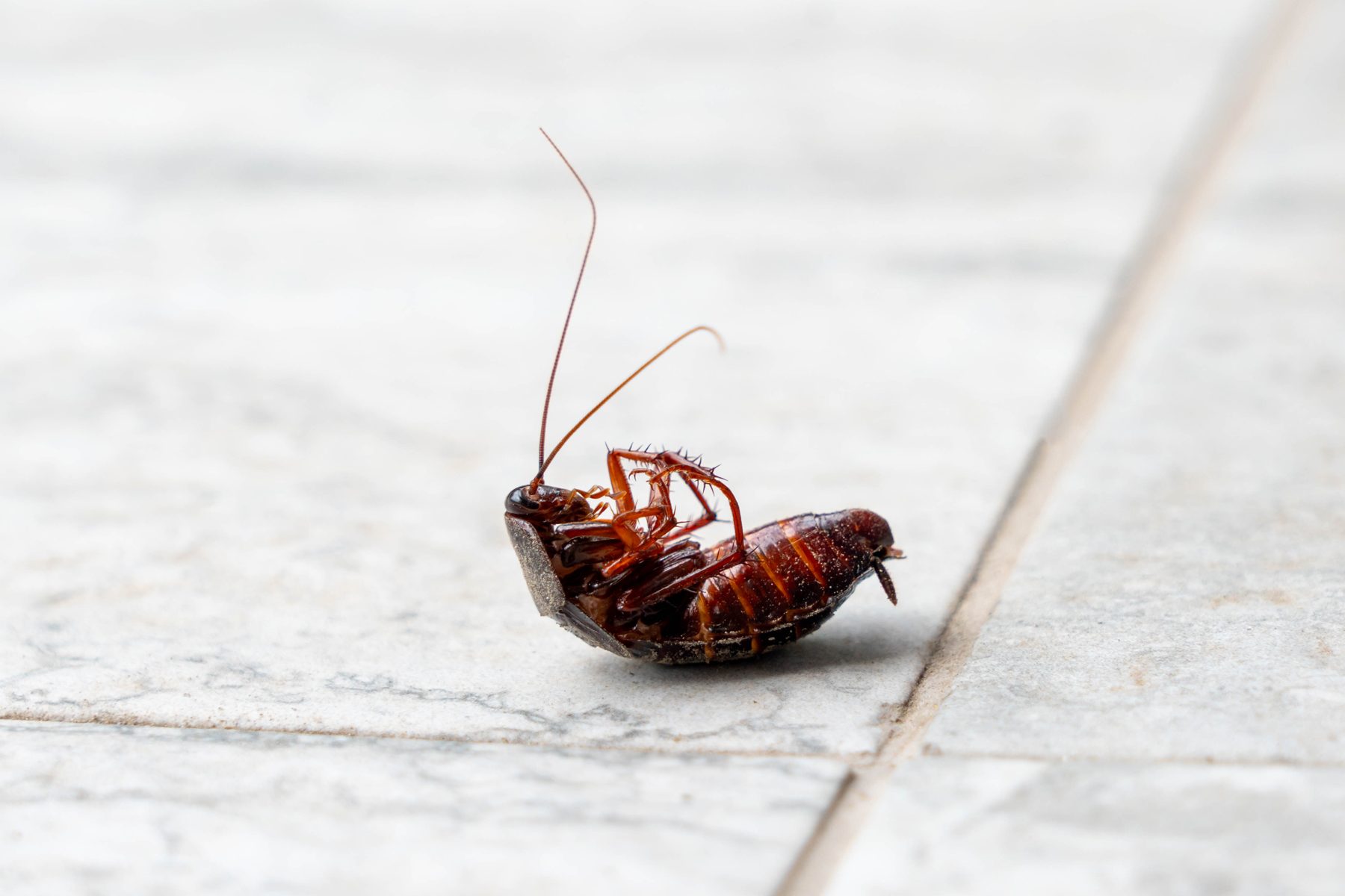 What Smells Repel Cockroaches?